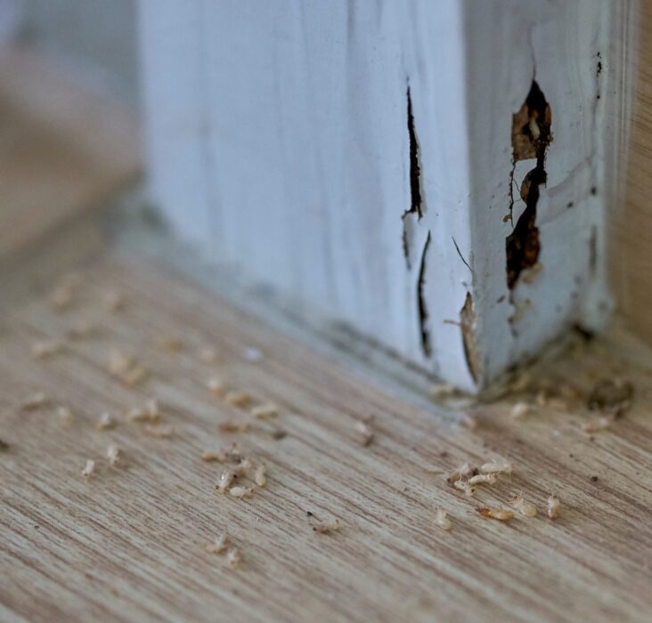 Termite Inspection Atlanta