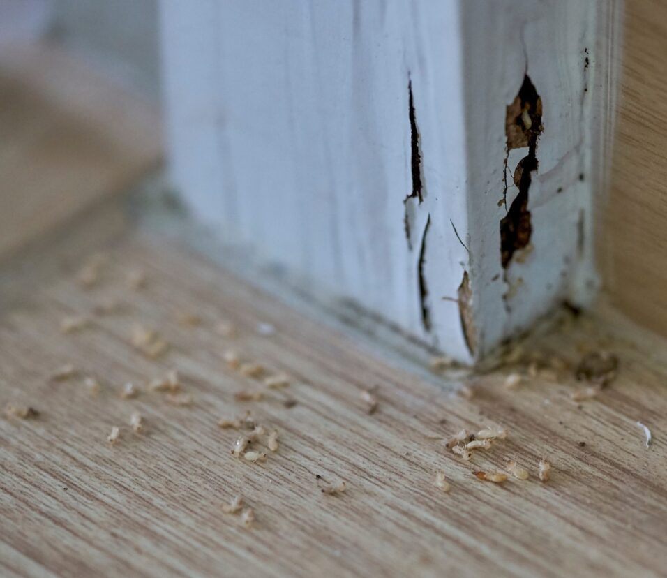 Termite Inspection Atlanta