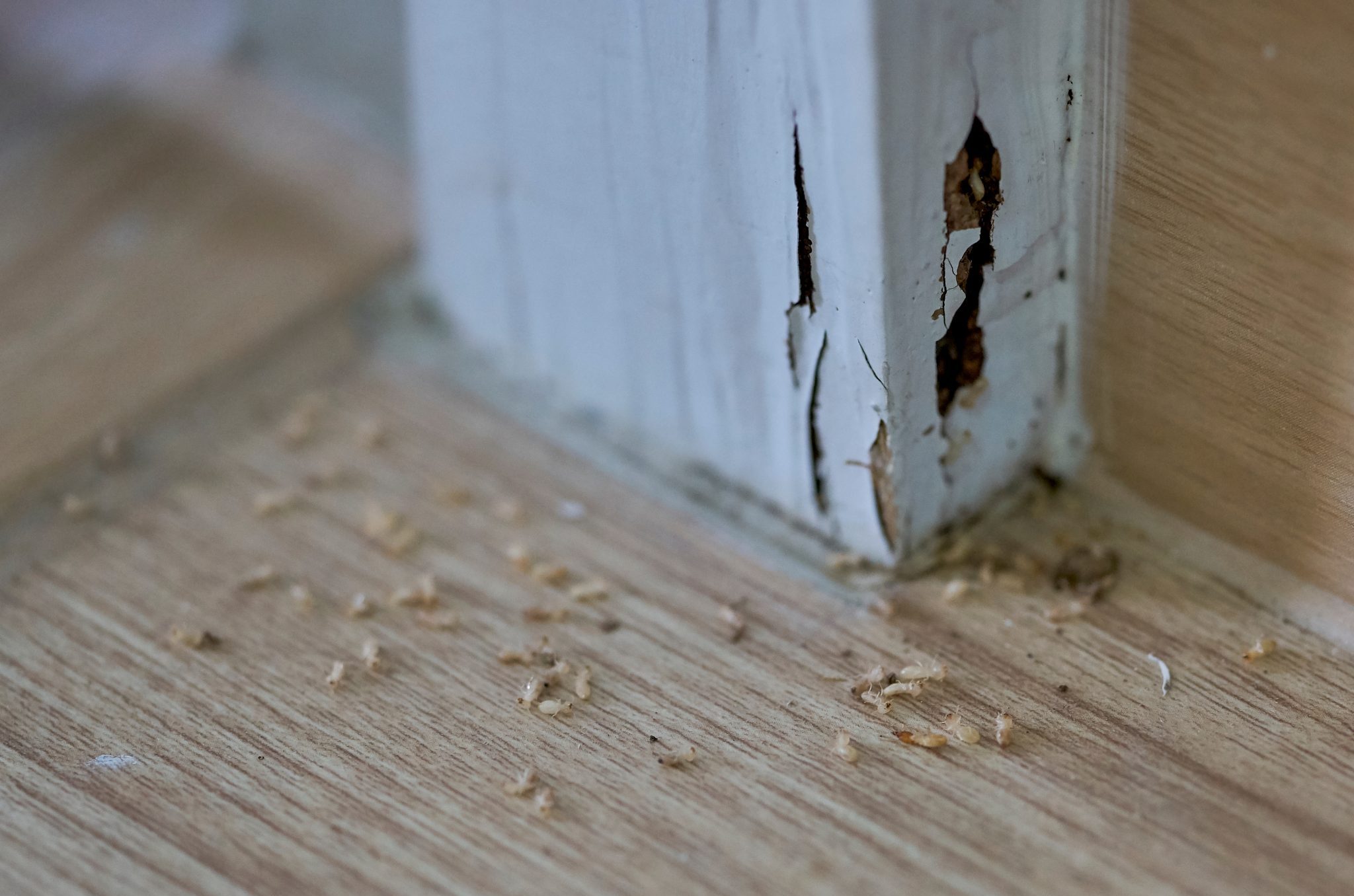Termite Inspection Atlanta