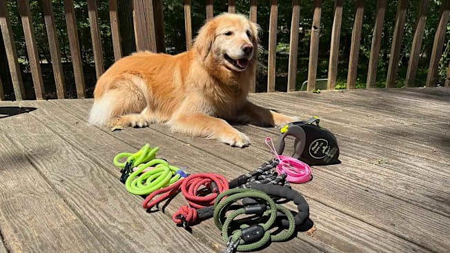 Retractable Dog Leashes for Large Dogs