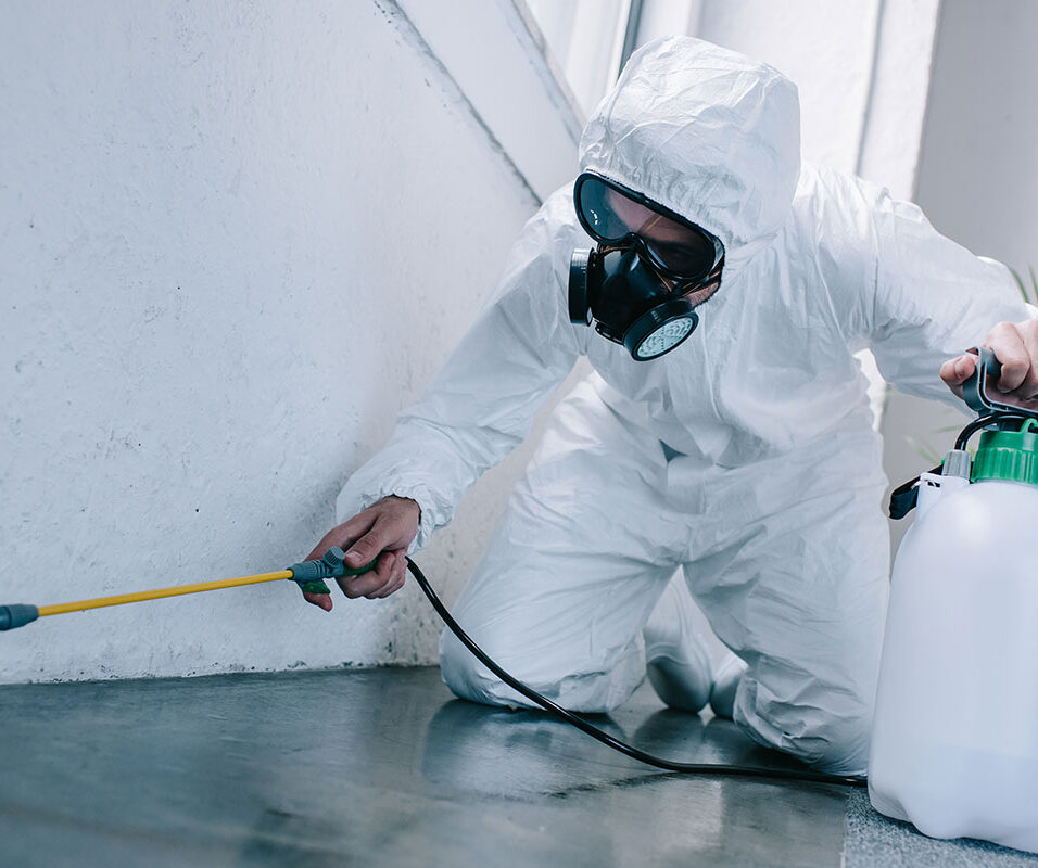 Pest Control Solutions Cleveland