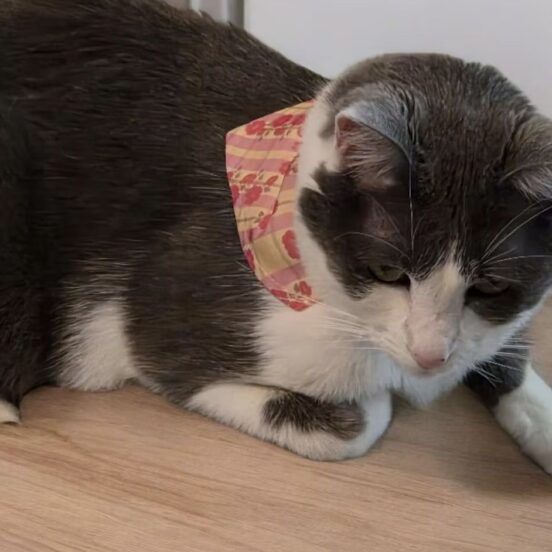 Cat Collars