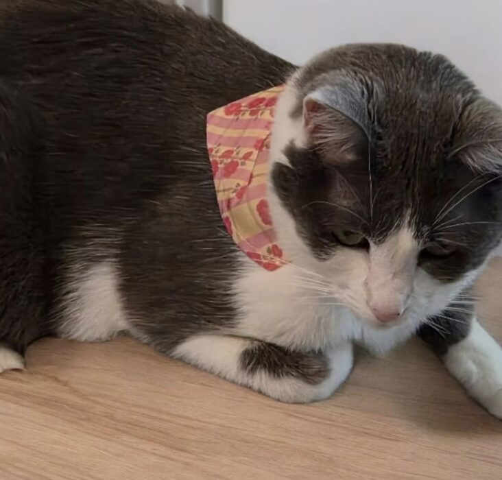 Cat Collars