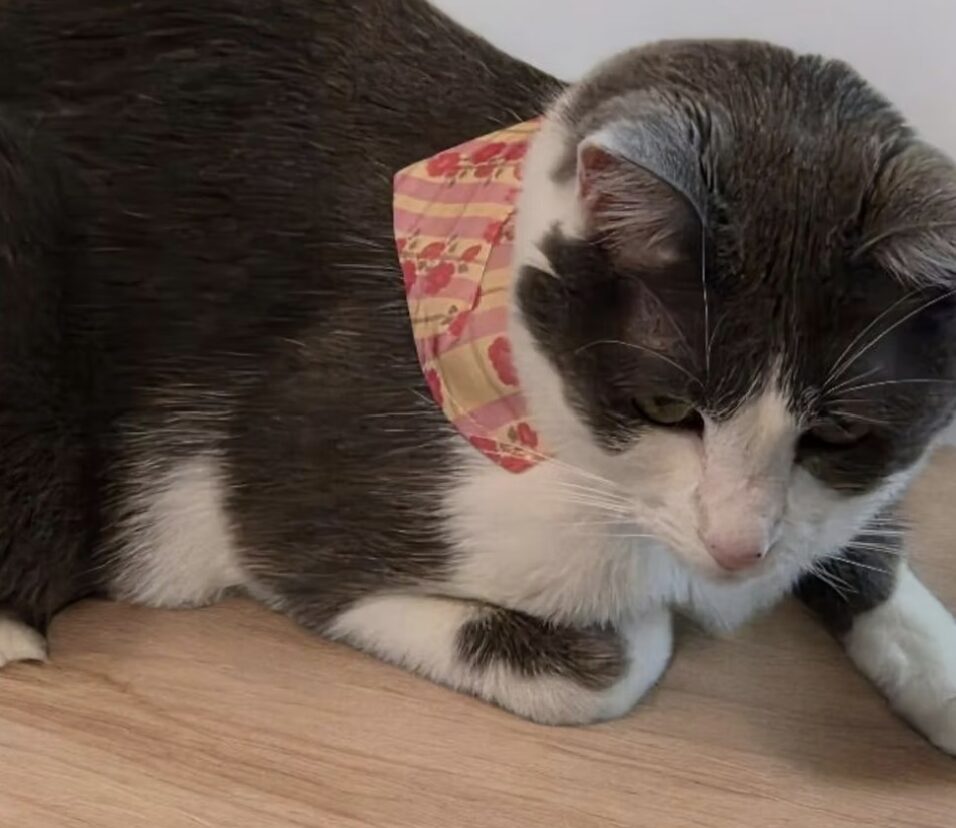 Cat Collars