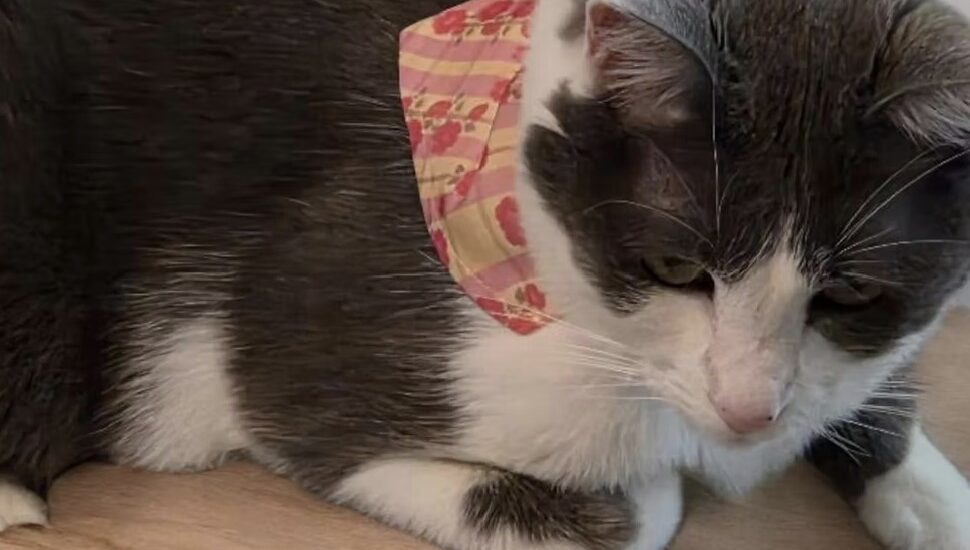 Cat Collars