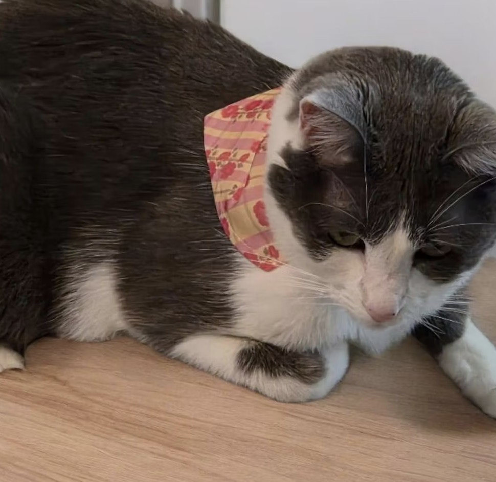 Cat Collars